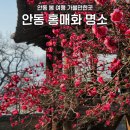 읍청루 | 안동 홍매화 명소 묵계서원 봄나들이 봄꽃 3월 가볼만한곳
