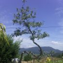 바람개비 이미지