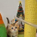 (주) 브리티쉬모터서비스 | 구파발고양이분양 후기 브리티쉬실버 선택 시 꼭 알아야 할 정보