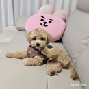 퍼피루미 옥정점 | [일상기록] 신혼부부 새 가족 맞이하기 퍼피루미 양주옥정점 귀여운 말티푸 강아지 입양후기