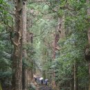 숨길+ 쉼길+ 순례길 | 와카야마 여행 기이카쓰우라 일정 코스 추천 순례길 구마노고도