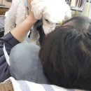 강아지의 하루 이미지