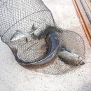 덕산낚시터(배태리양촌) | 7월 2~10일 일상 - 덕산낚시터, 미니오븐 홈베이킹, 스타벅스 서머레디백, 에어퀸 비말마스크 (KF-AD)