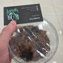 수원역 이색데이트 추천! 수원 메쎄 인섹트포럼 후기.