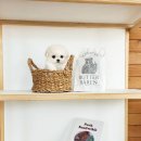 켄넬203 말티푸분양, 미니비숑분양 이미지