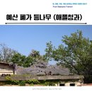제일청과 | 예산 폐가 등나무 핫플 방문기 (애플청과) 흐느러진 보라색 꽃