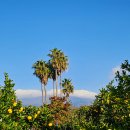 1798 | 하귤이 있는 겨울풍경