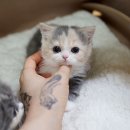 천안고양이 분양 냥블리 이미지