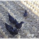 우리집토종닭 이미지