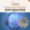 내성동물병원 | 강아지 난치성 외이염, 세균성 귓병, 항생제 내성 치료후기, 신당/금호/약수 동물병원, 애니컴메디컬센터