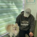 보성통증동물병원 이미지