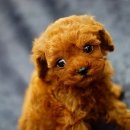 뽀송뽀송 이미지