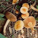 황토버섯 이미지