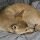 자야보리