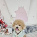 타로몽 이미지