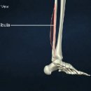 장무지굴근 (flexor hallucis longus) 이미지