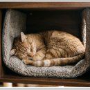 고양이 수직 공간(캣타워)의 중요성 이미지