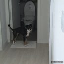 딩동댕댕 애견유치원 이미지