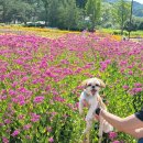 바른마음축산 | 가평정육점 바른축산 방문후기