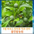 남원농업협동조합 | 5월 하우스 한라봉 적과 관리