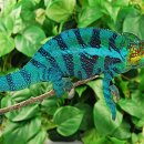 이구아나 이미지