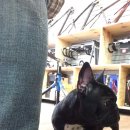 제시카 켄넬 이미지