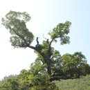 호교농원 | 대운산 산행 [2013-06-06] - 울산광역시 / 경상남도 양산시 소재