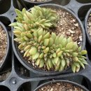 골드라벨 이미지