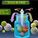 국내 유산균 시장 + 유산균과 장내환경 등 이미지