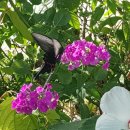 단풍펜션 이미지