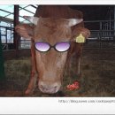 한우나라 이미지