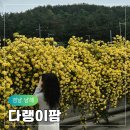 남해 목향장미 5월 지금 절정 다랭이팜 실시간 후기 남해여행 필수코스 기념품샵 총정리