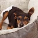 다나을동물병원 이미지