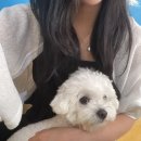 독스(Dog's) | 🐾 퇴사 후 힐링, 광주 애견카페 ’독스아일랜드(Dog’s Island)’에서 하루 쉬어가기