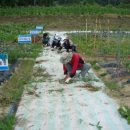 온천농장 이미지