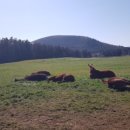 부엉이목장 이미지