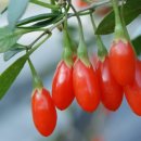 건구농장 이미지