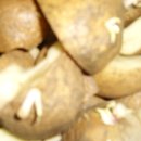 세환농장 Daum카페