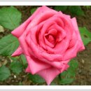 장미꽃길 1 이미지