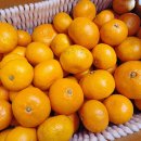 귀덕농장 | 당도 최고 맛있는 귤! 귀덕농원 제주 하우스감귤 4.5kg 택배 후기