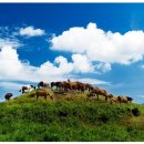 푸른목장 이미지