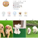 놀러오개애견유치원애견호텔 - 강남구 논현로 168 | 놀러오개애견유치원애견호텔