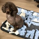 별따줄개 이미지