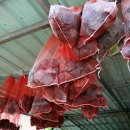 안동화련 이미지