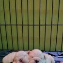 때아장 Daum카페