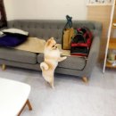 스타덤 펫살롱 이미지