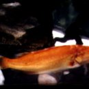 황쏘가리 이미지