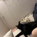 헤어몽 이미지