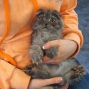 제이제이캣 이미지