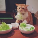 예스복싱 다이어트 여의도점 | 다이어트 호소인의 애주 일상 (전통주 5병 먹은 선택적 다이어트)